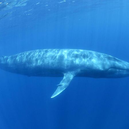 ホテル Blue Ocean Cabana トリンコマリー エクステリア 写真