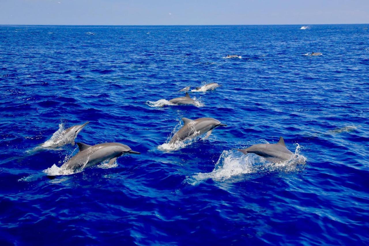 ホテル Blue Ocean Cabana トリンコマリー エクステリア 写真